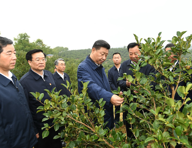 　　9月16日至18日，中共中央總書記、國家主席、中央軍委主席習(xí)近平在河南考察。這是17日上午，習(xí)近平來到信陽市光山縣槐店鄉(xiāng)司馬光油茶園，實(shí)地察看油茶樹種植和掛果情況。新華社記者 謝環(huán)馳 攝